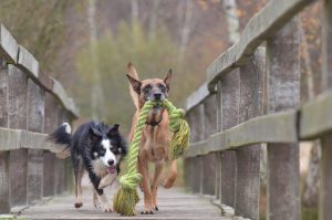 Dog Gift Baskets - Our Let's Go Active Dog Basket